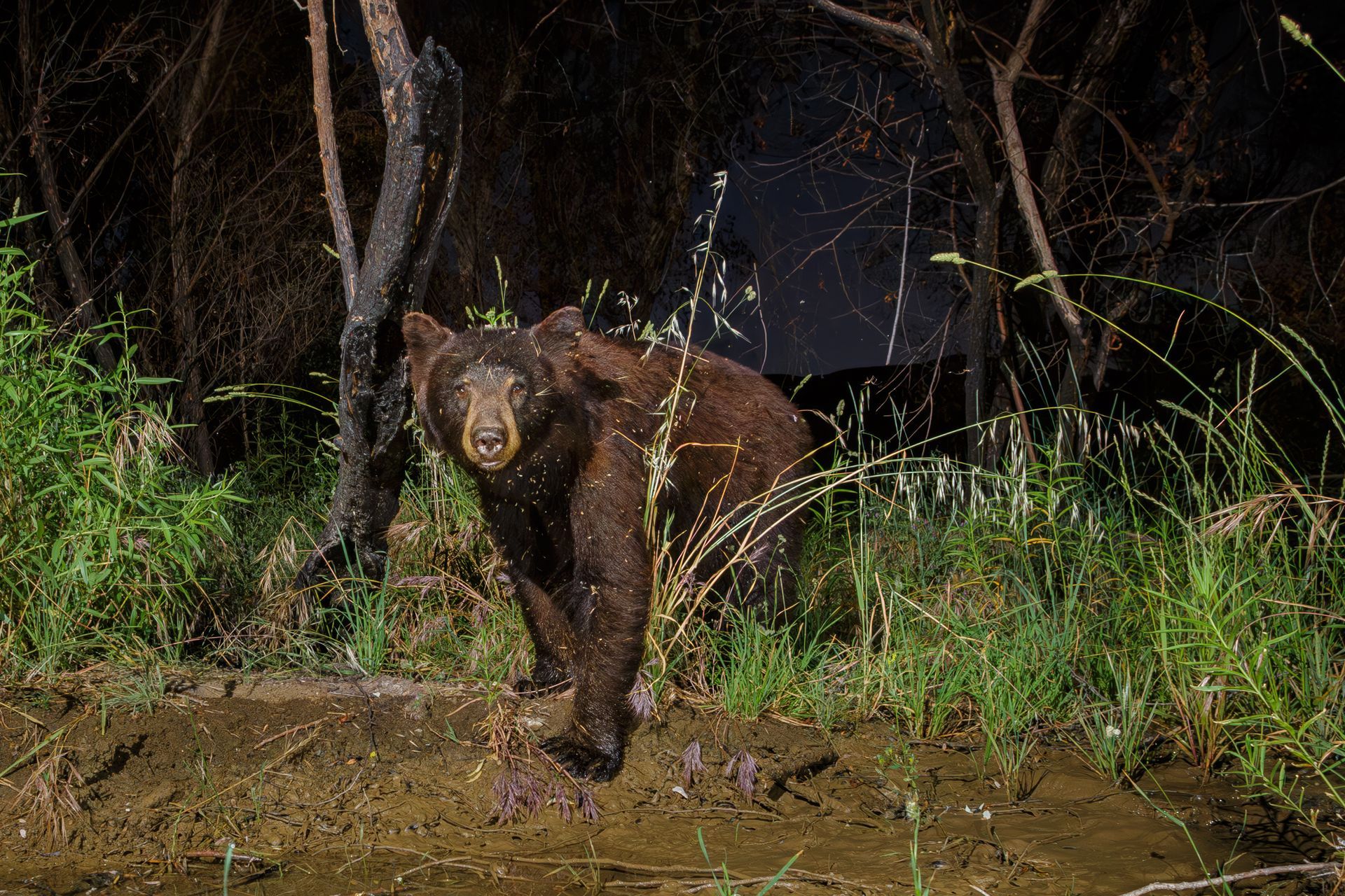  Black bear at a watering hole. 