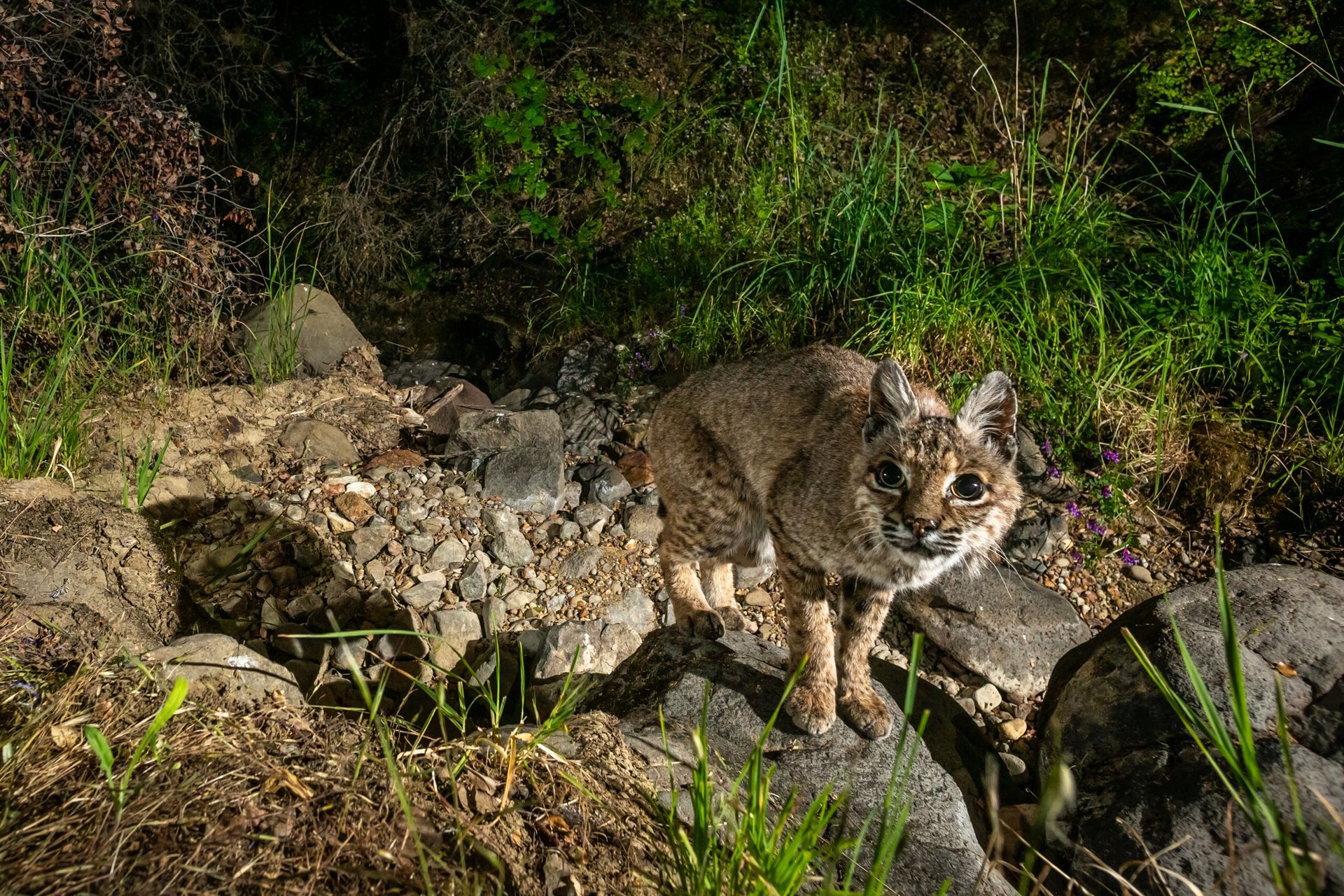 Bobcat in a dry wash.