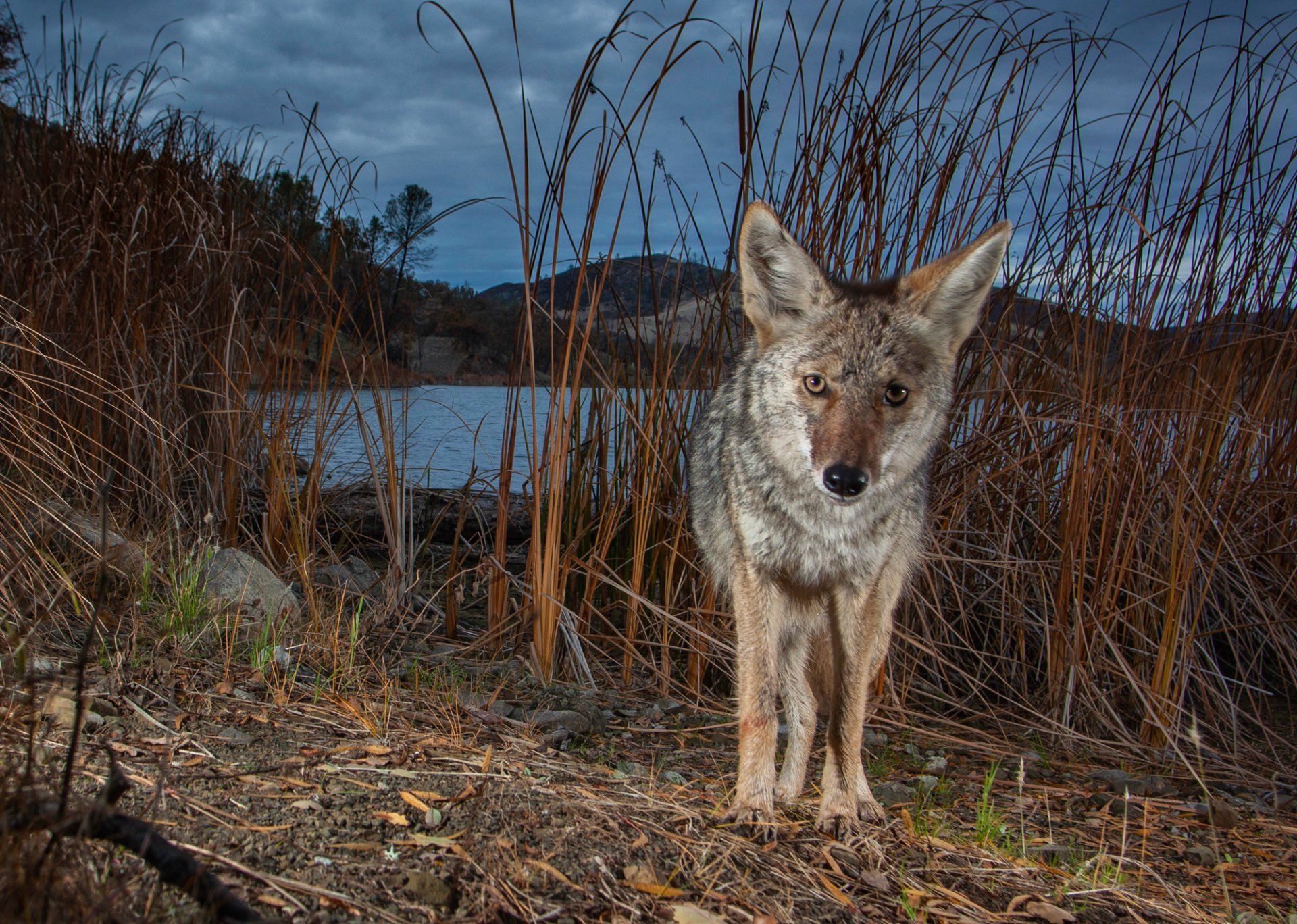 Coyote on the shore of Davis Creek Reservoir. 