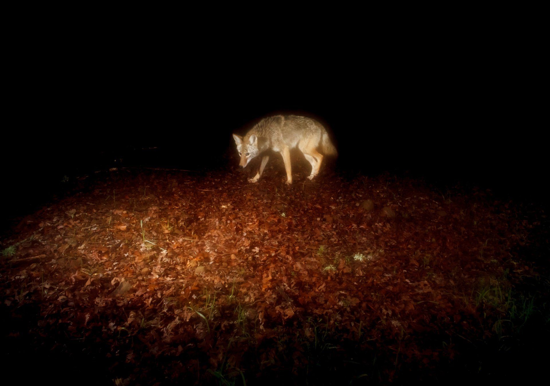A sheepish coyote on a rainy night.