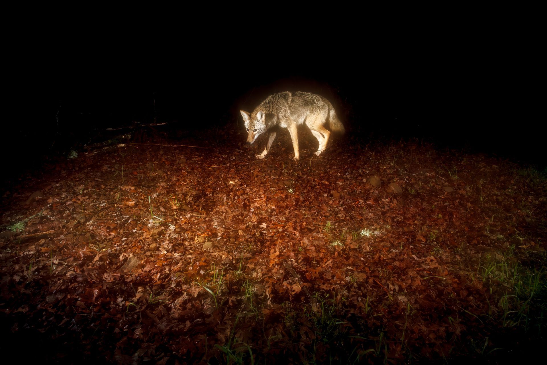  A sheepish coyote on a rainy night. 