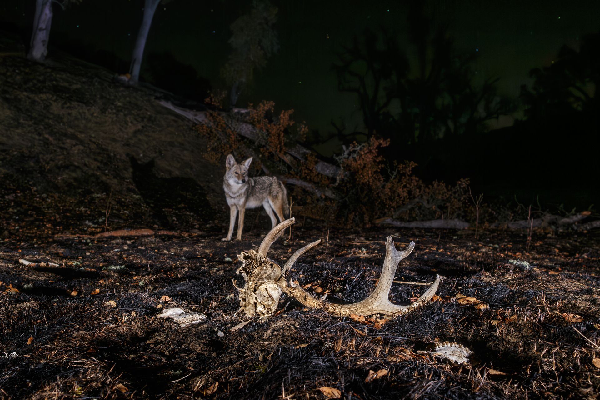  Coyote after a wildfire. 