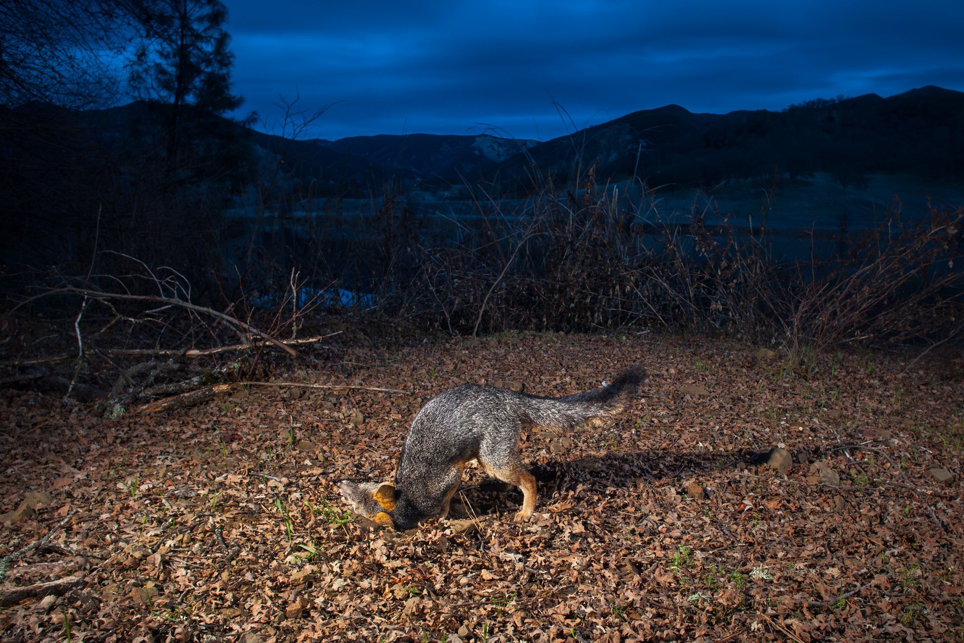  Grey fox scent marking. 