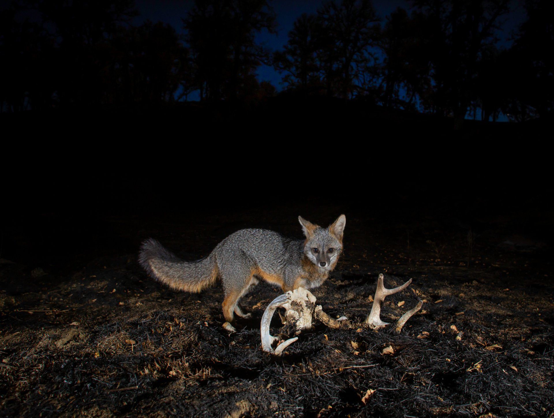 A gray fox investigates an old skull after a wildfire.