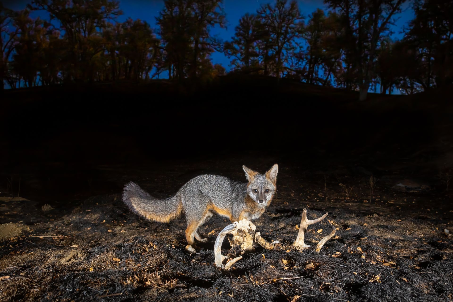  A gray fox investigates an old skull after a wildfire. 