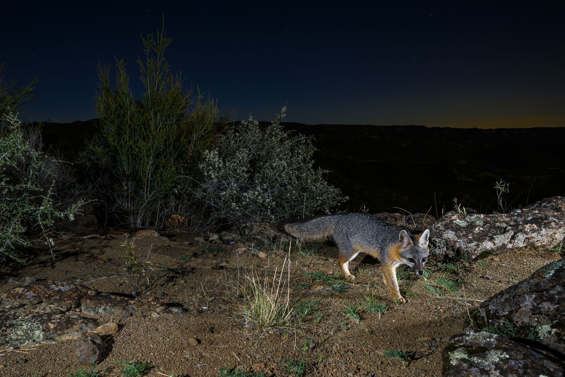 Grey fox on a ridge top.