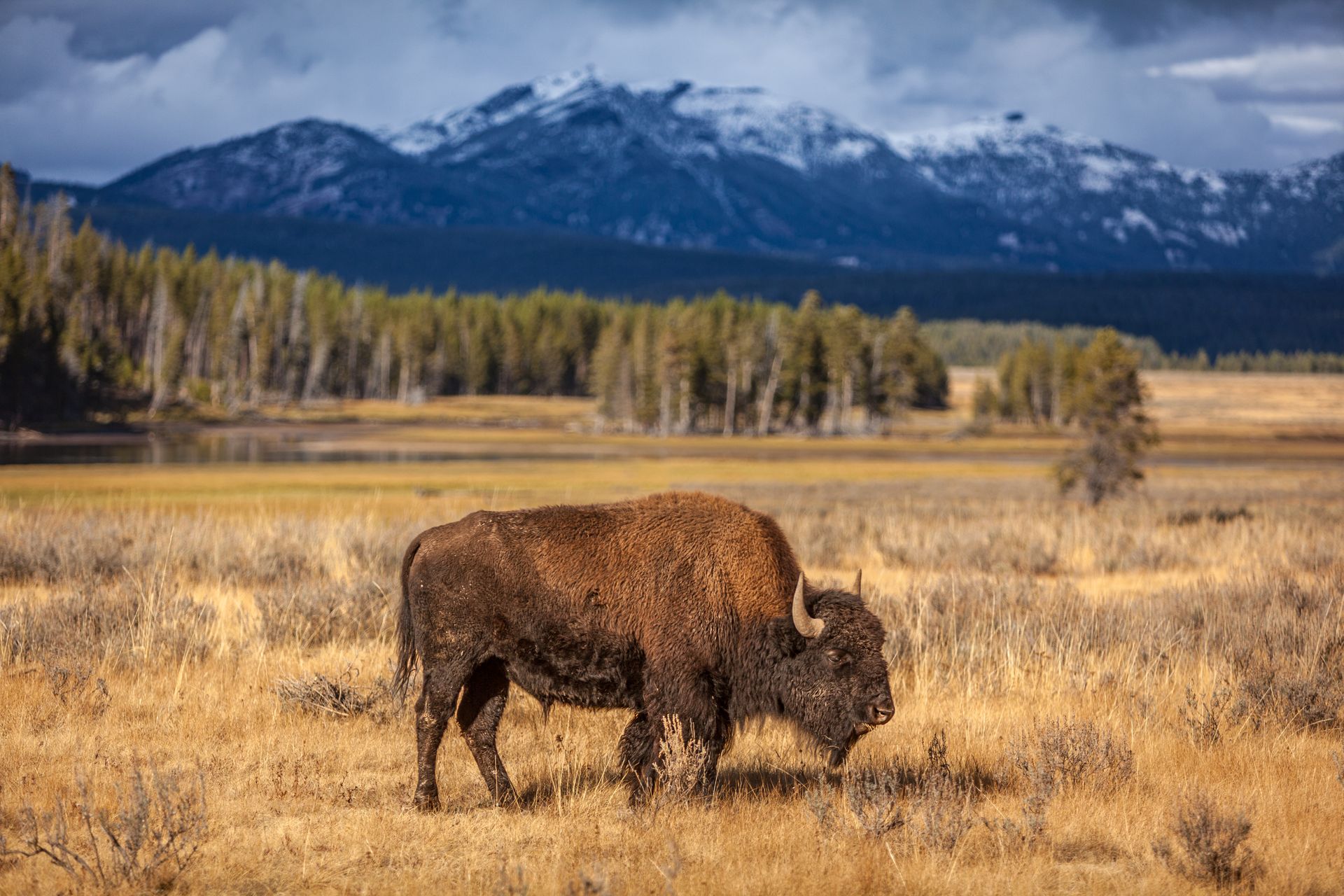  Bison, Hayden Valley, Yellowstone National Park 