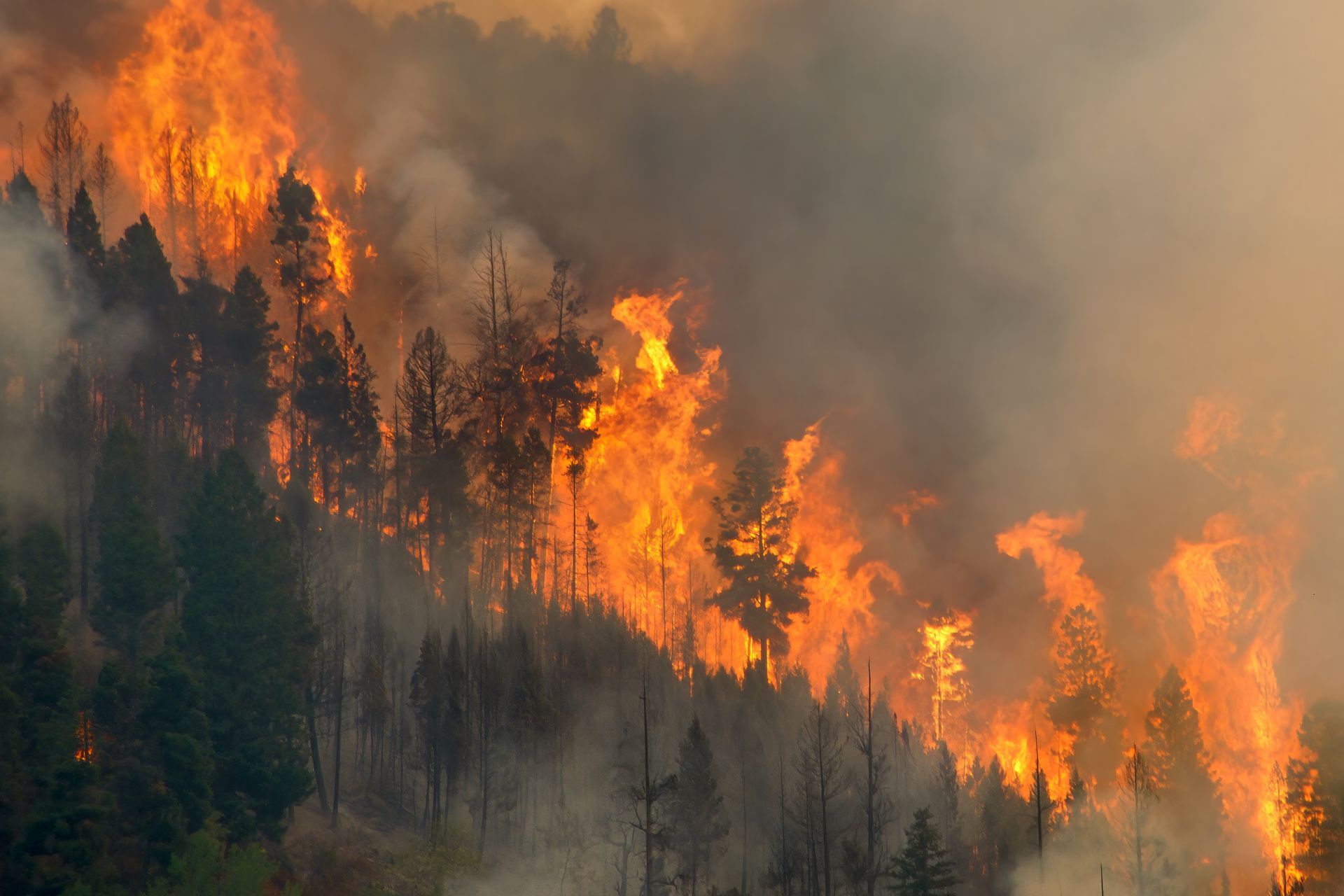  The Bear Fire making a late afternoon run near Hamilton, Montana. 