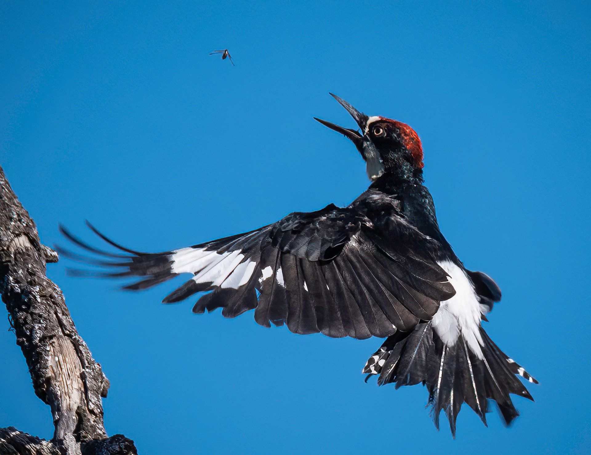 Acorn woodpecker feeding on insects.