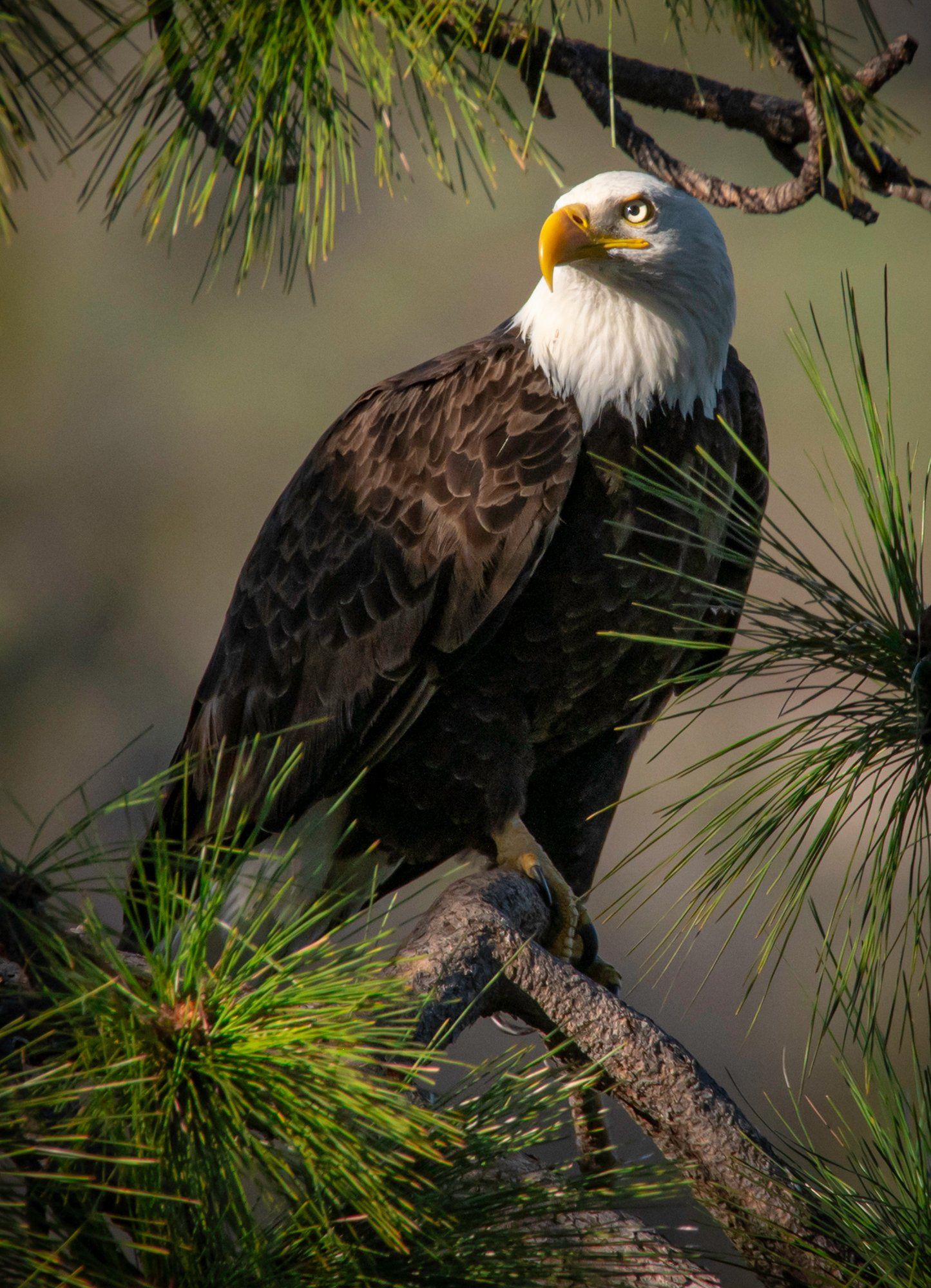 Bald Eagle, Berryessa Snow Mountain National Monumant, California