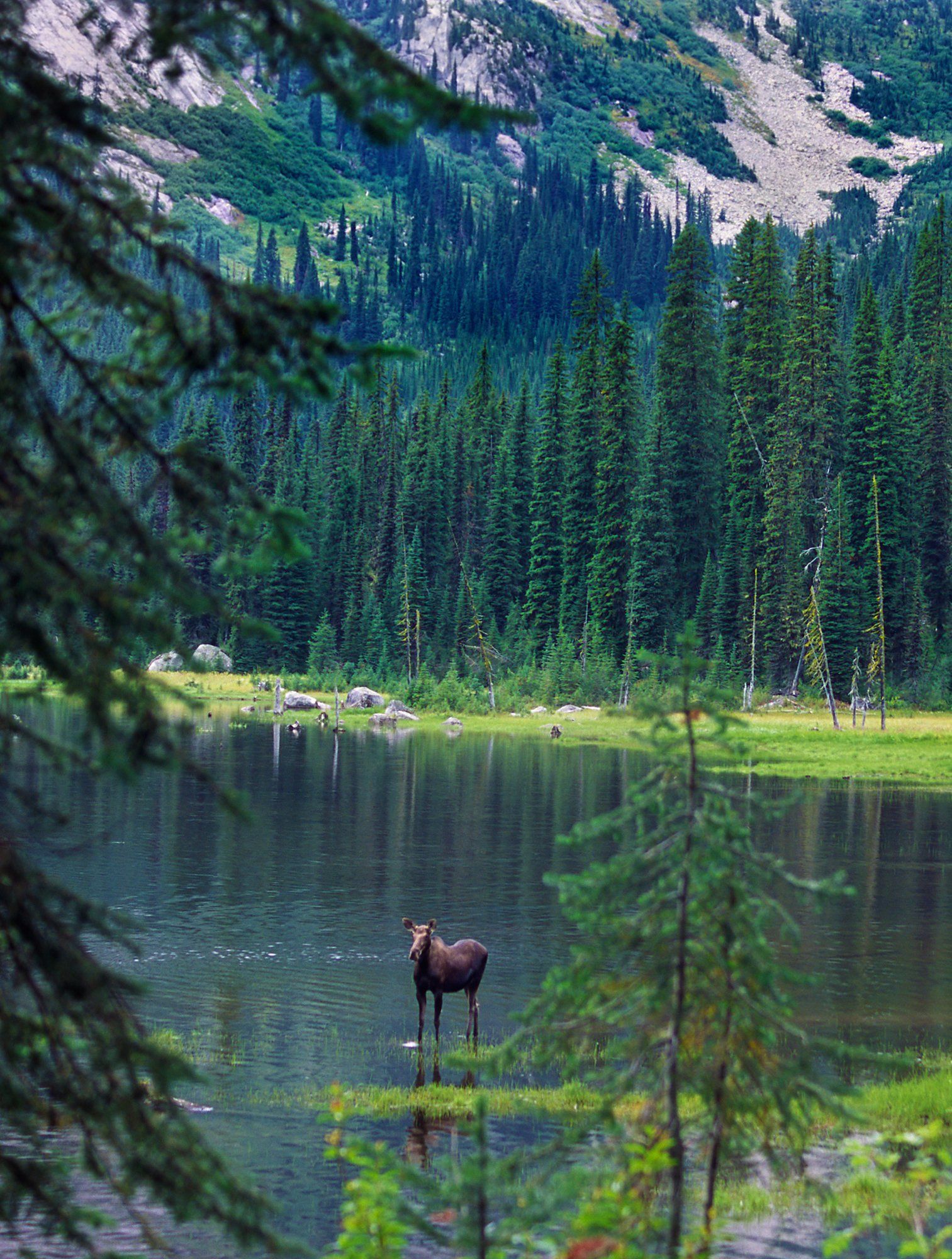 Moose, Gibson Lake, British Columbia