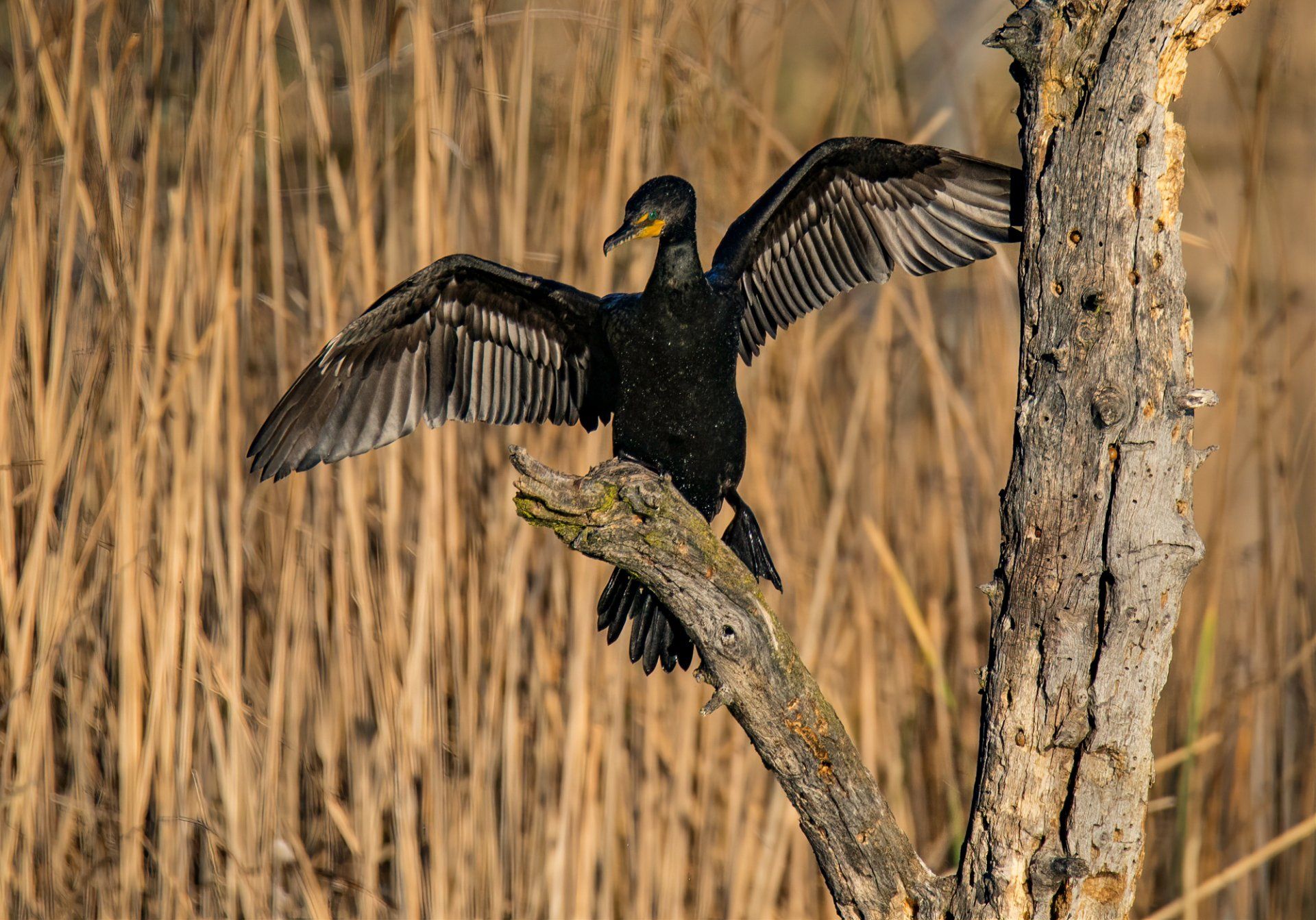 Cormorant drying its wings.