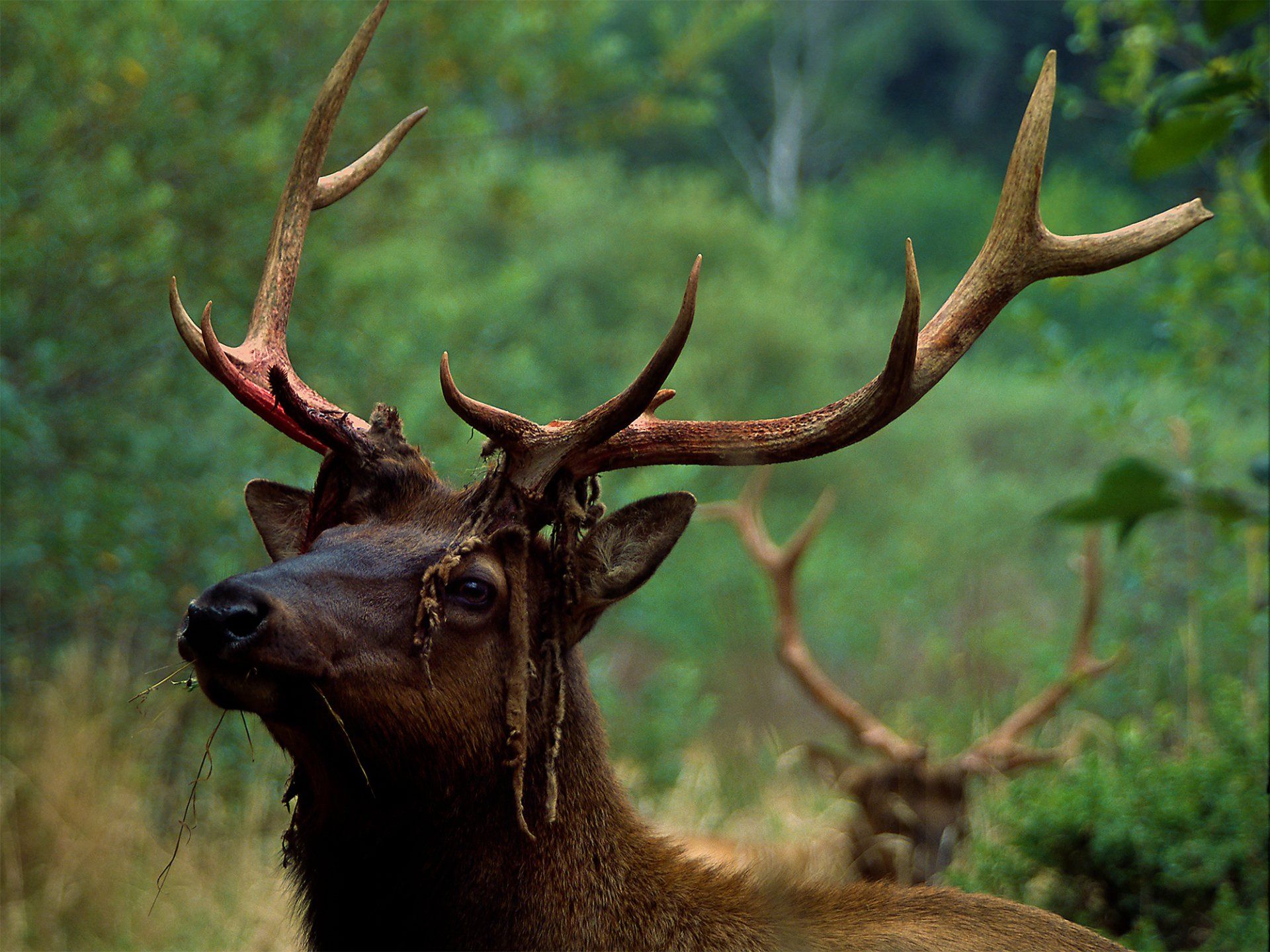 Roosevelt Elk, Sinkyone Wilderness, California