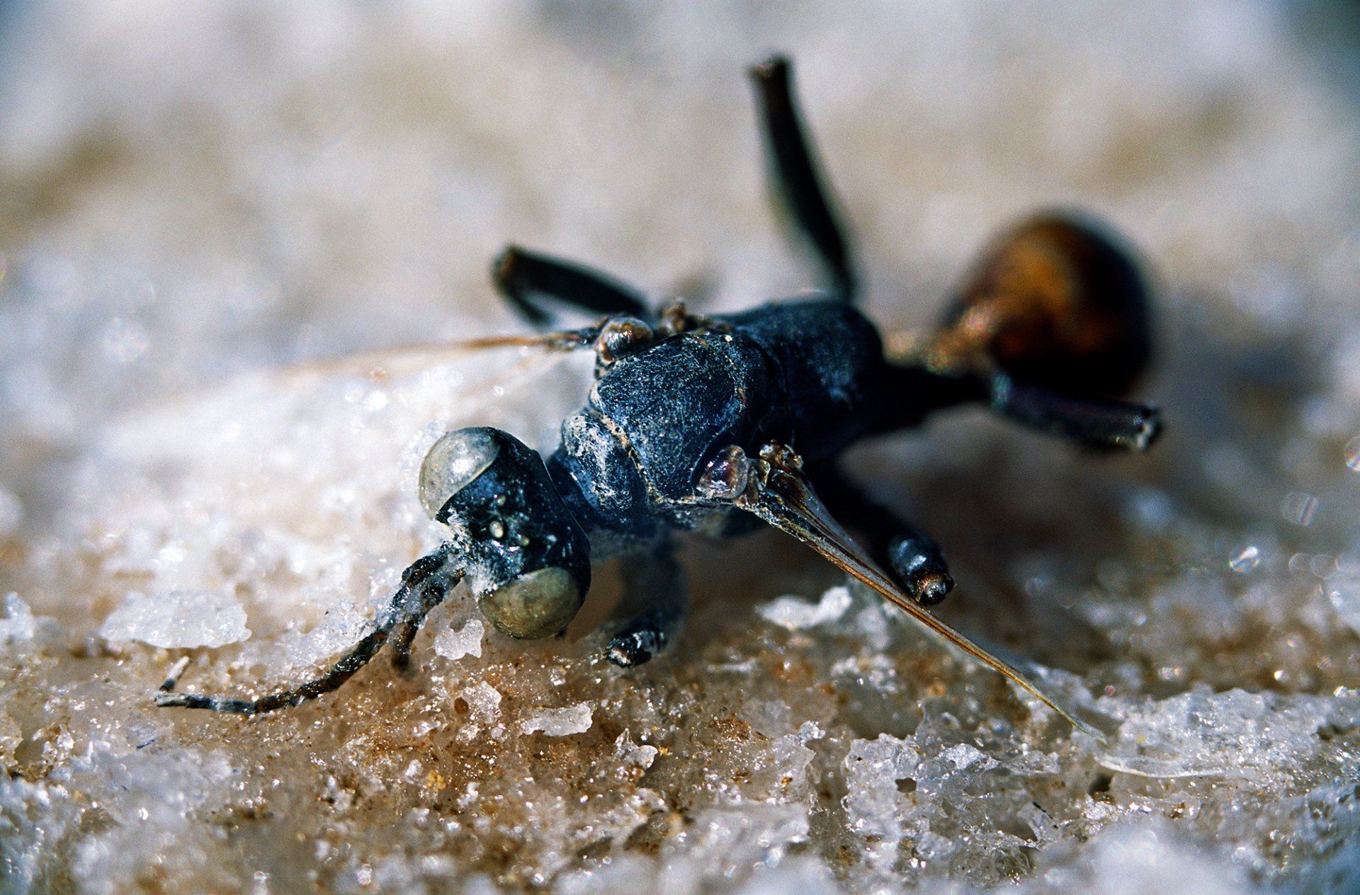 Salt encrusted wasp. Lake Eyre, South Australia