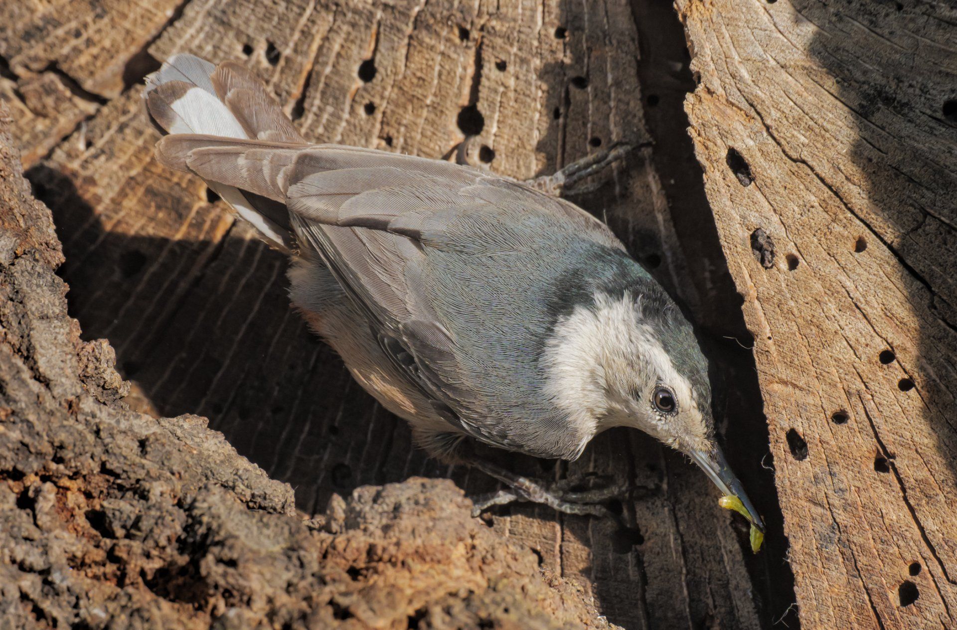 A nuthatch brings food back to the nest.