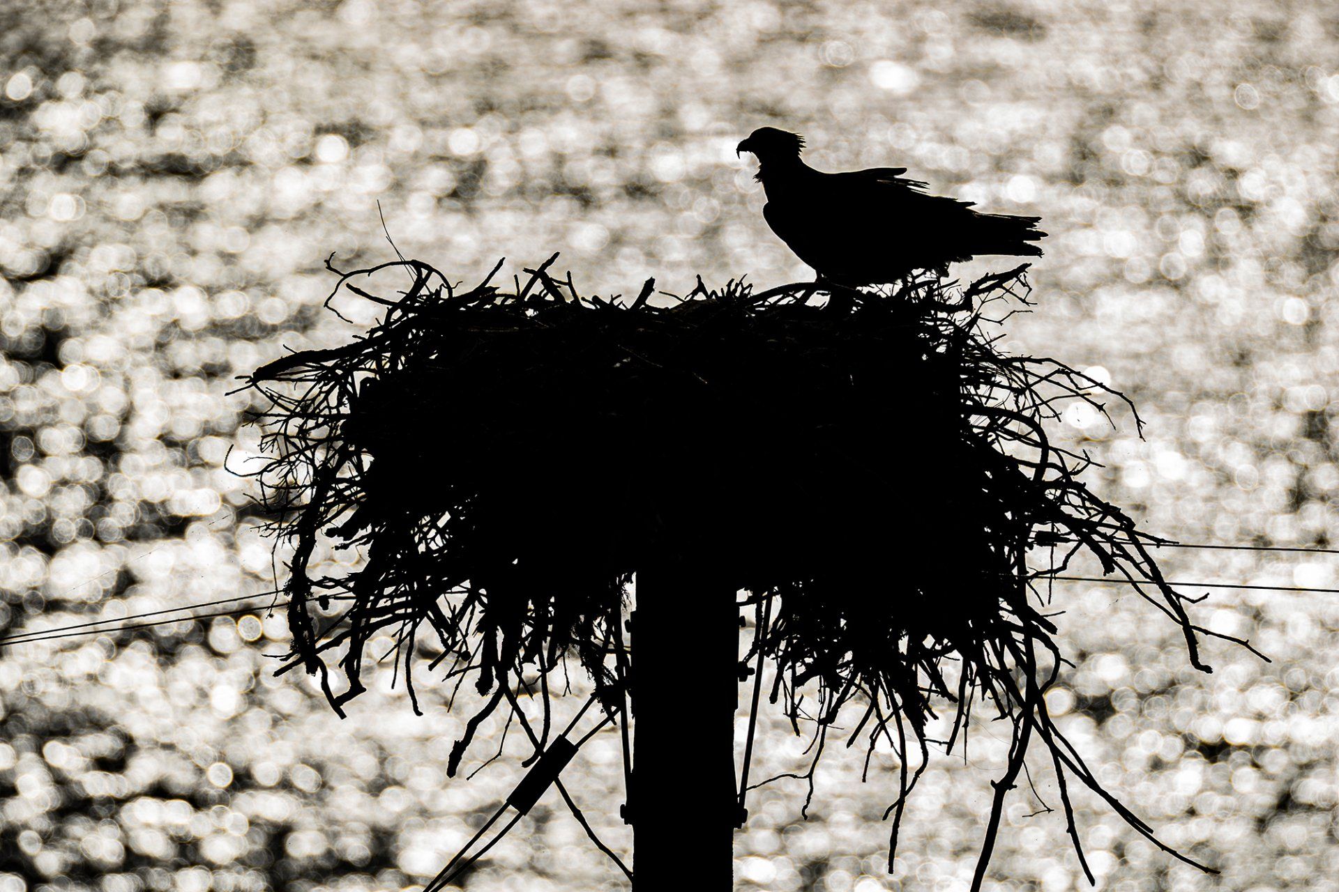 Osprey on its nest, Lake Berryessa, California