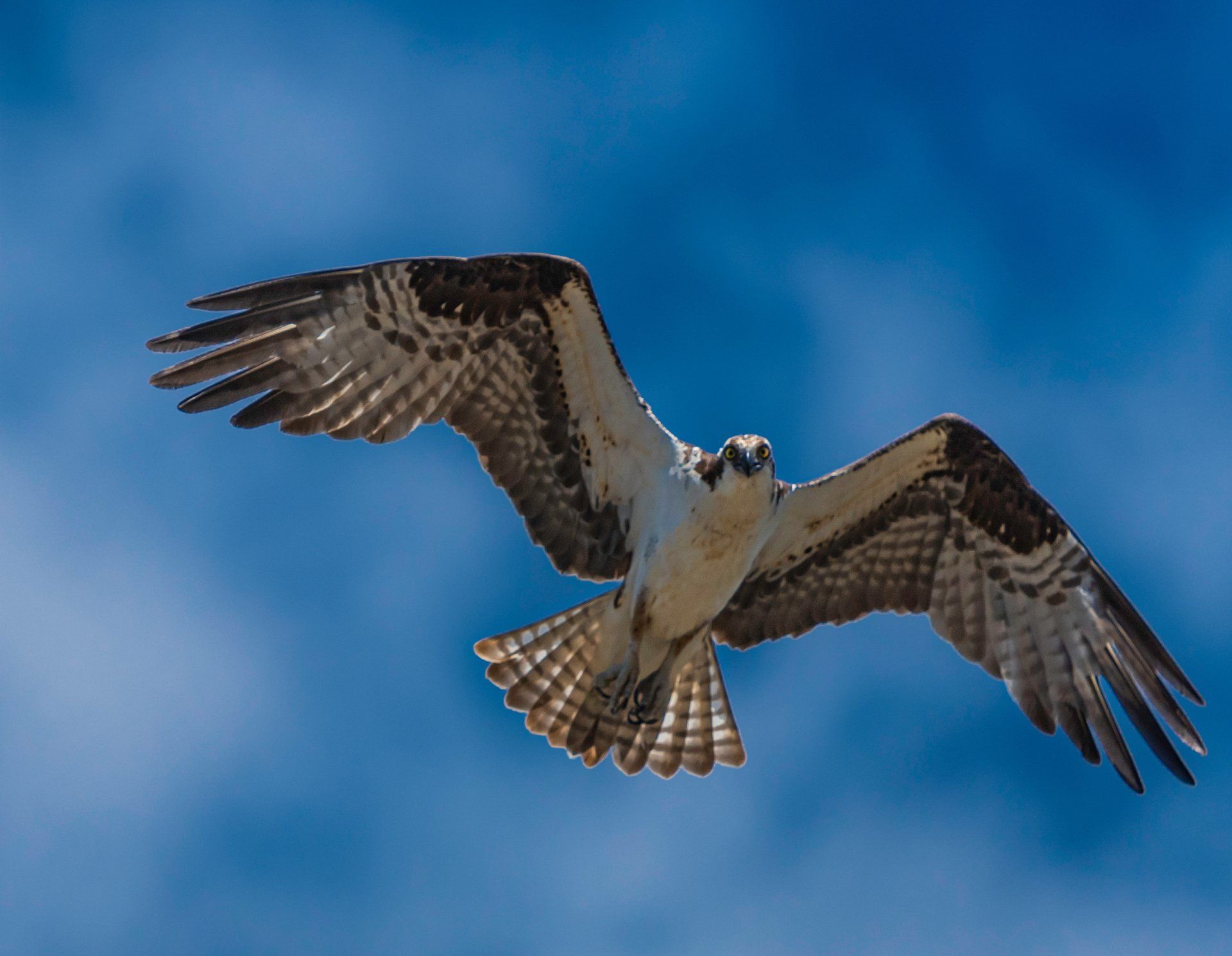 Osprey on the hunt for fish.