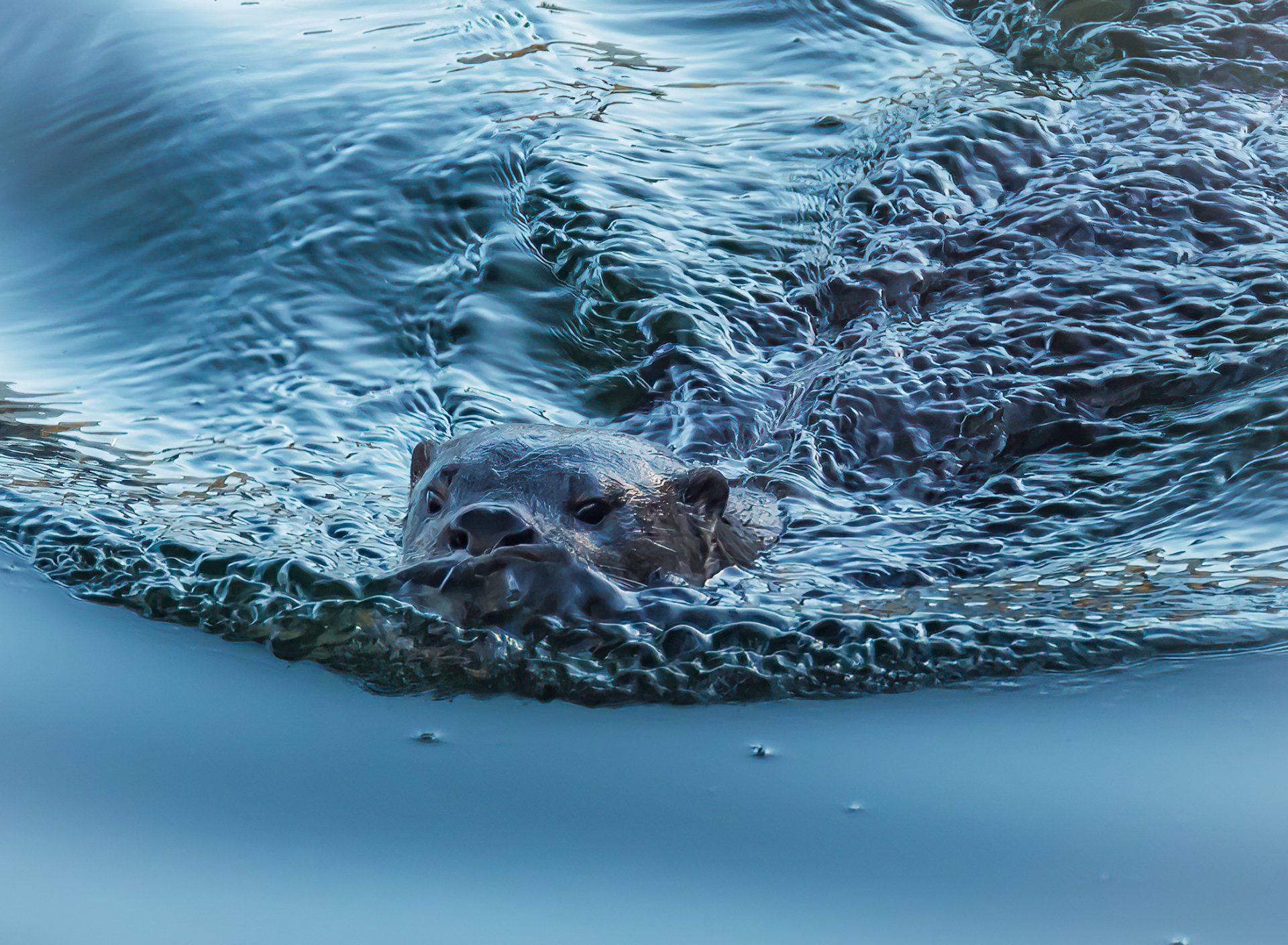 River otter surfaces while hunting crayfish.