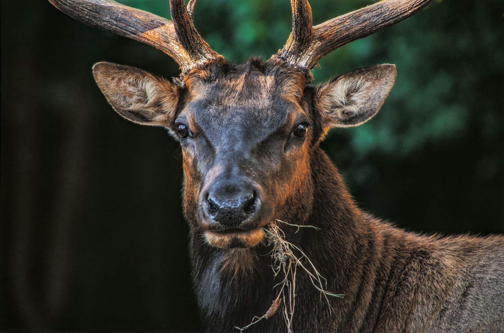  Roosevelt Elk, Sinkyone Wilderness, California 