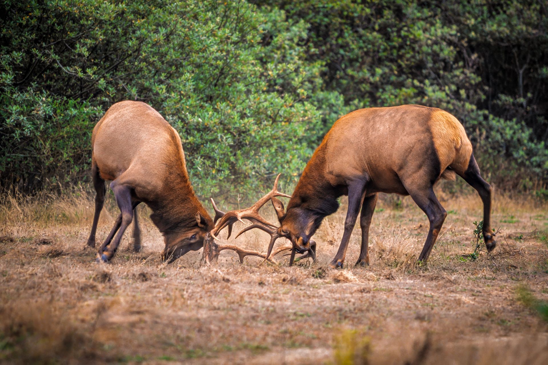  Roosevelt Elk, Sinkyone Wilderness, California 