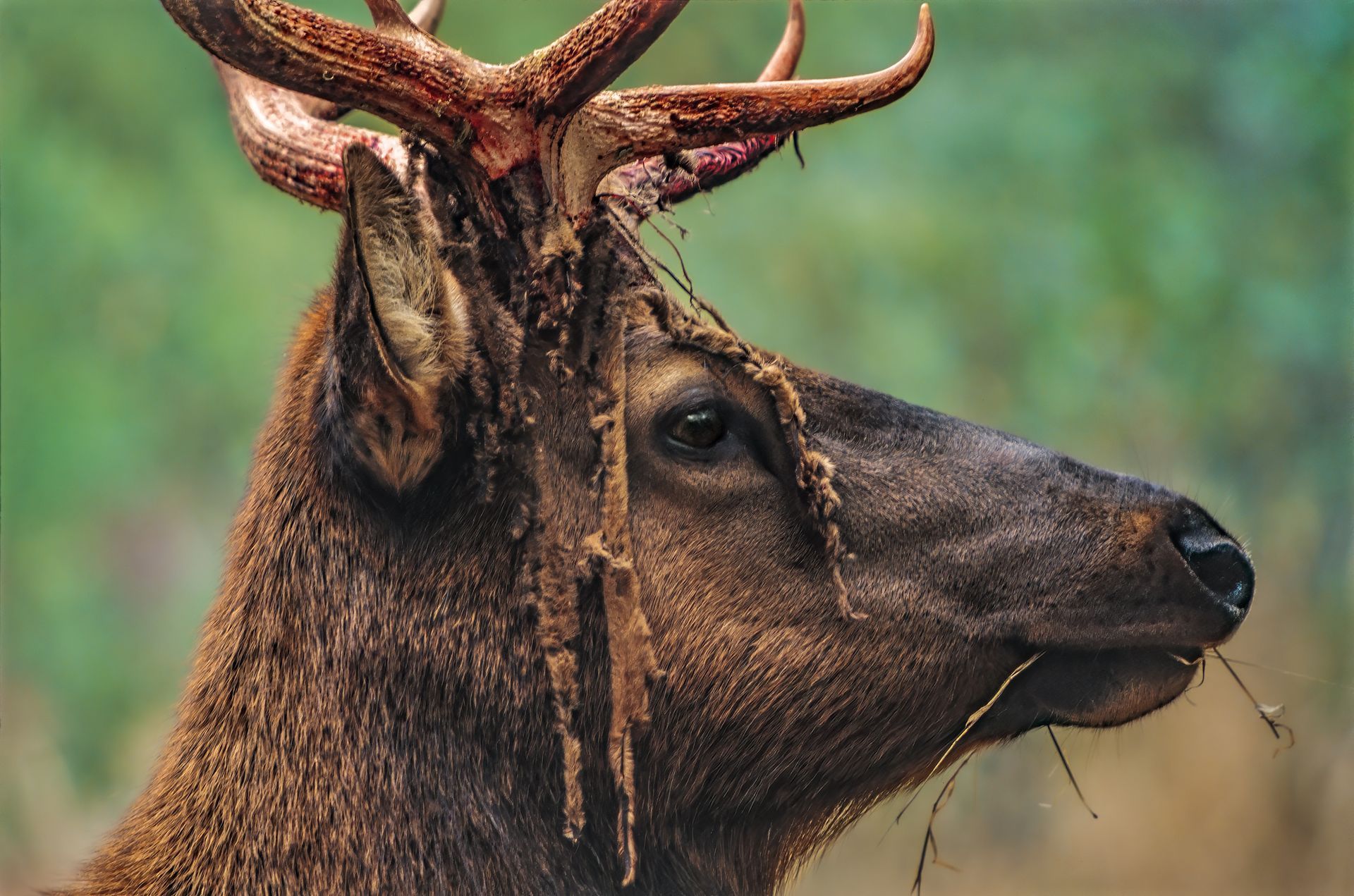  Roosevelt Elk, Sinkyone Wilderness, California 