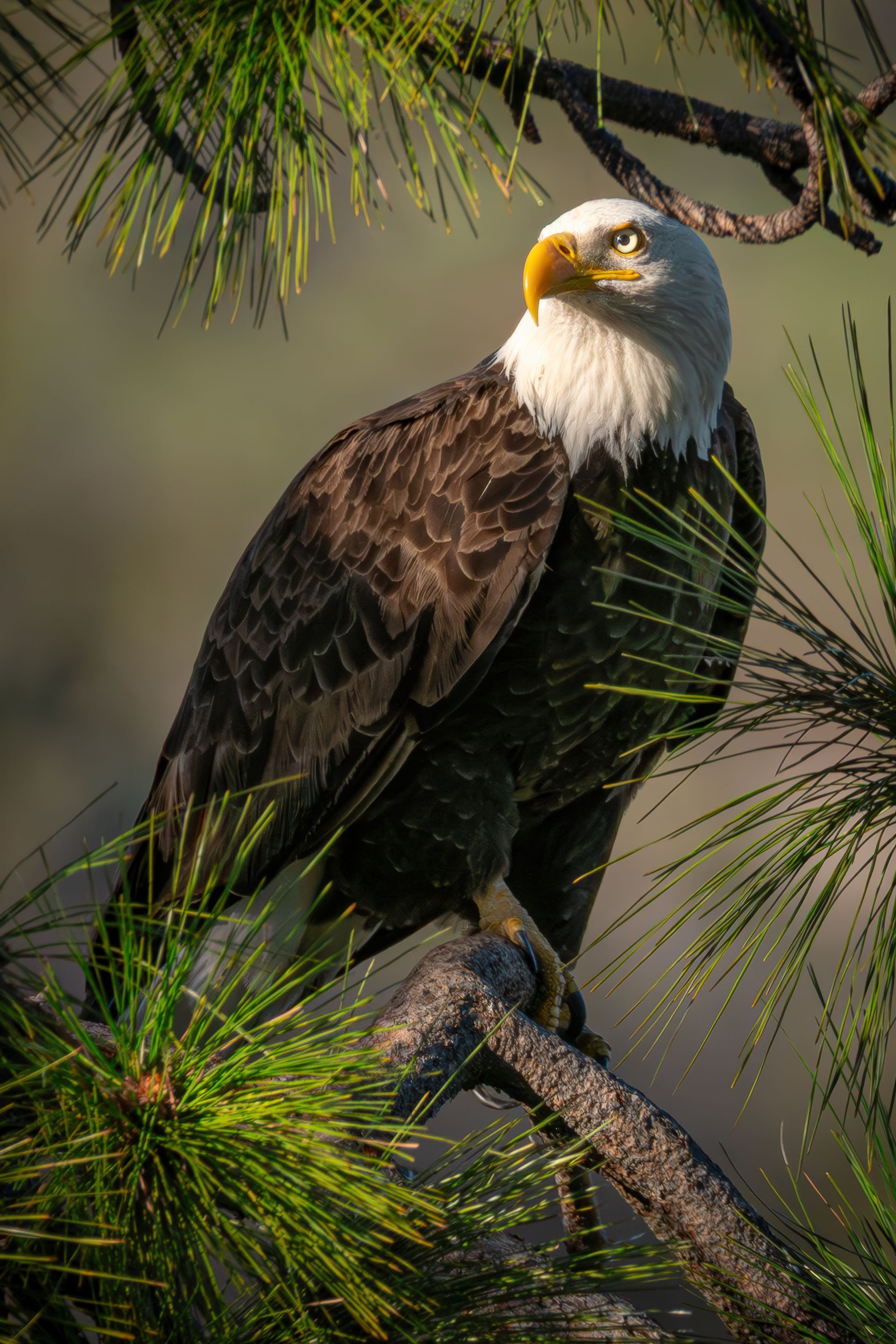  Bald Eagle, Berryessa Snow Mountain National Monument, California 