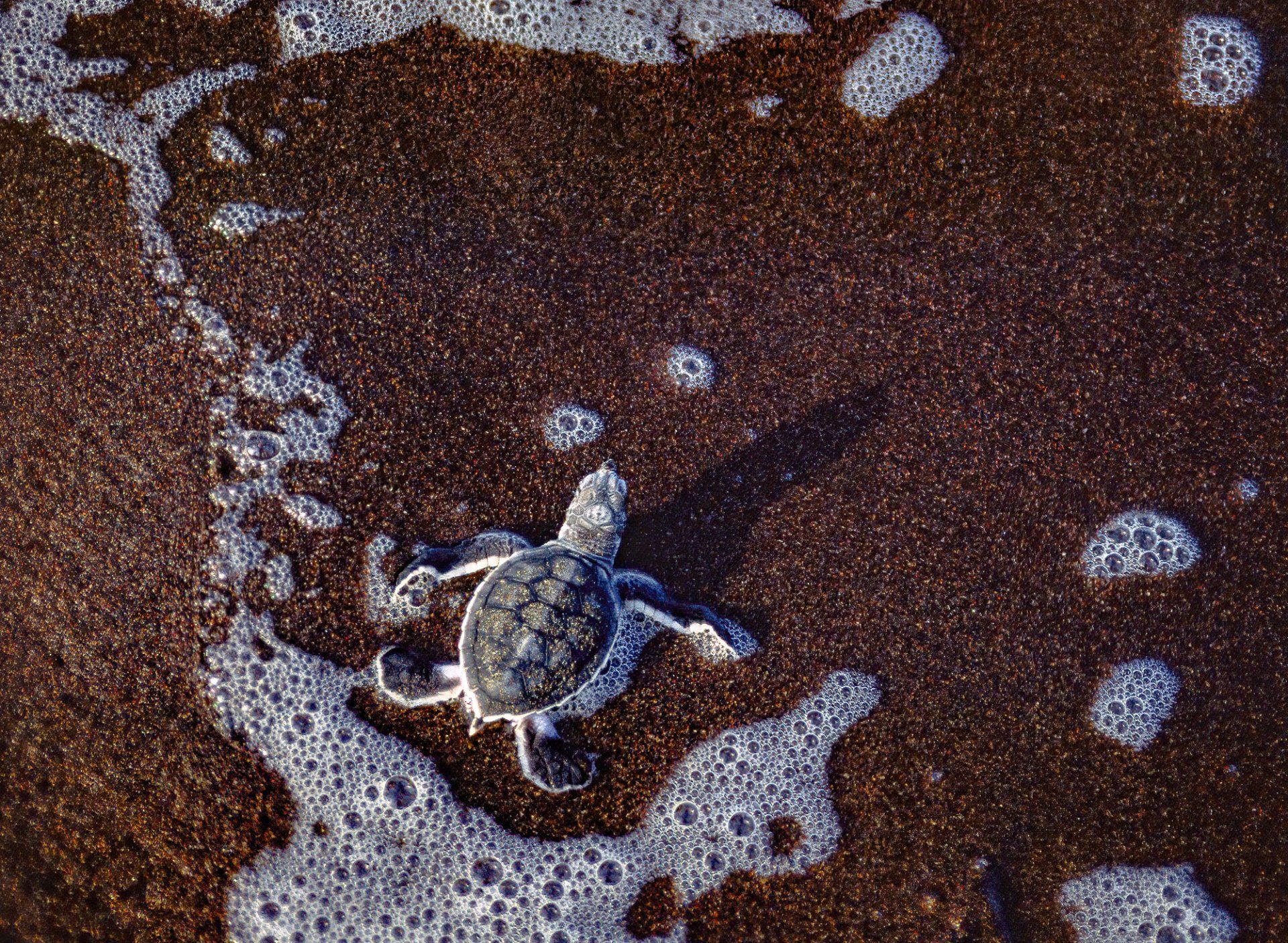 Rescued green sea turtle, Tortuguero, Costa Rica