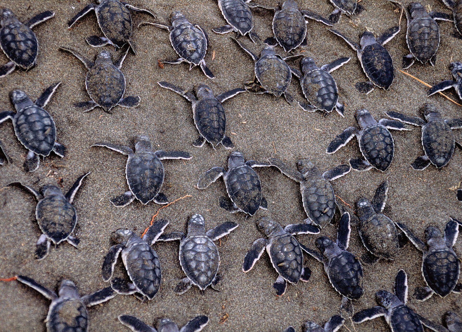 Rescued green sea turtles, Tortuguero, Costa Rica