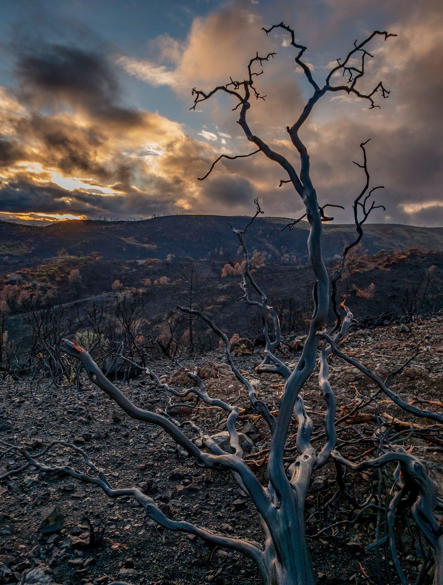 First rains on a post wildfire landscape in Napa County, California.