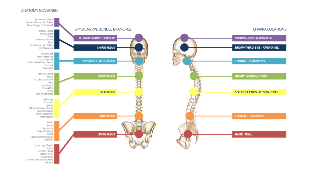 A diagram of a person 's spine showing the chakras