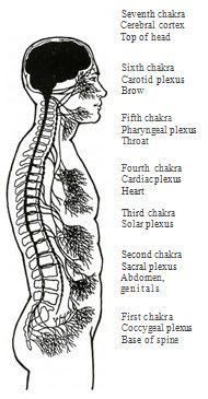 A black and white drawing of a person 's spine and chakras.