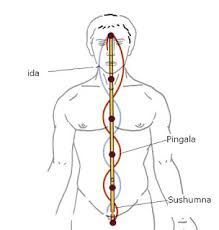 A diagram of a man 's chakras , including the ida , pingala , and sushumna.