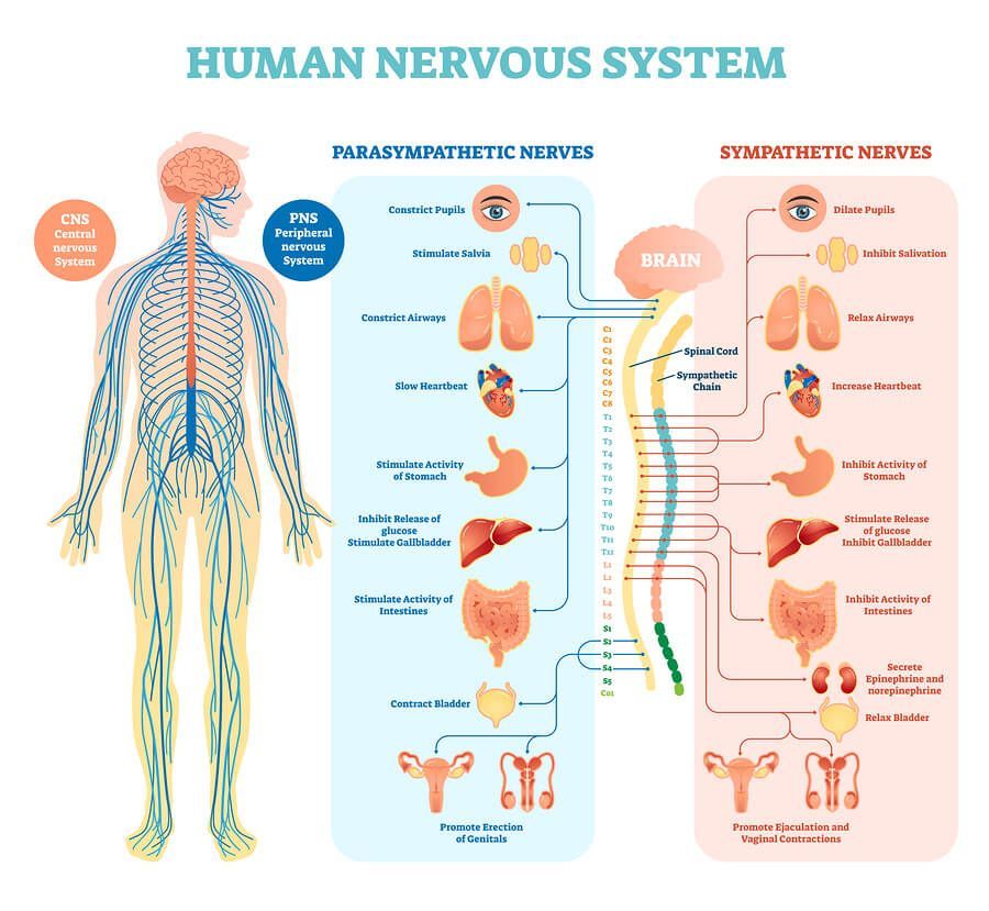 A diagram of the human nervous system shows the parasympathetic nerves and the sympathetic nerves