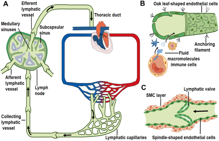 A diagram of the lymphatic system showing the lymphatic capillaries