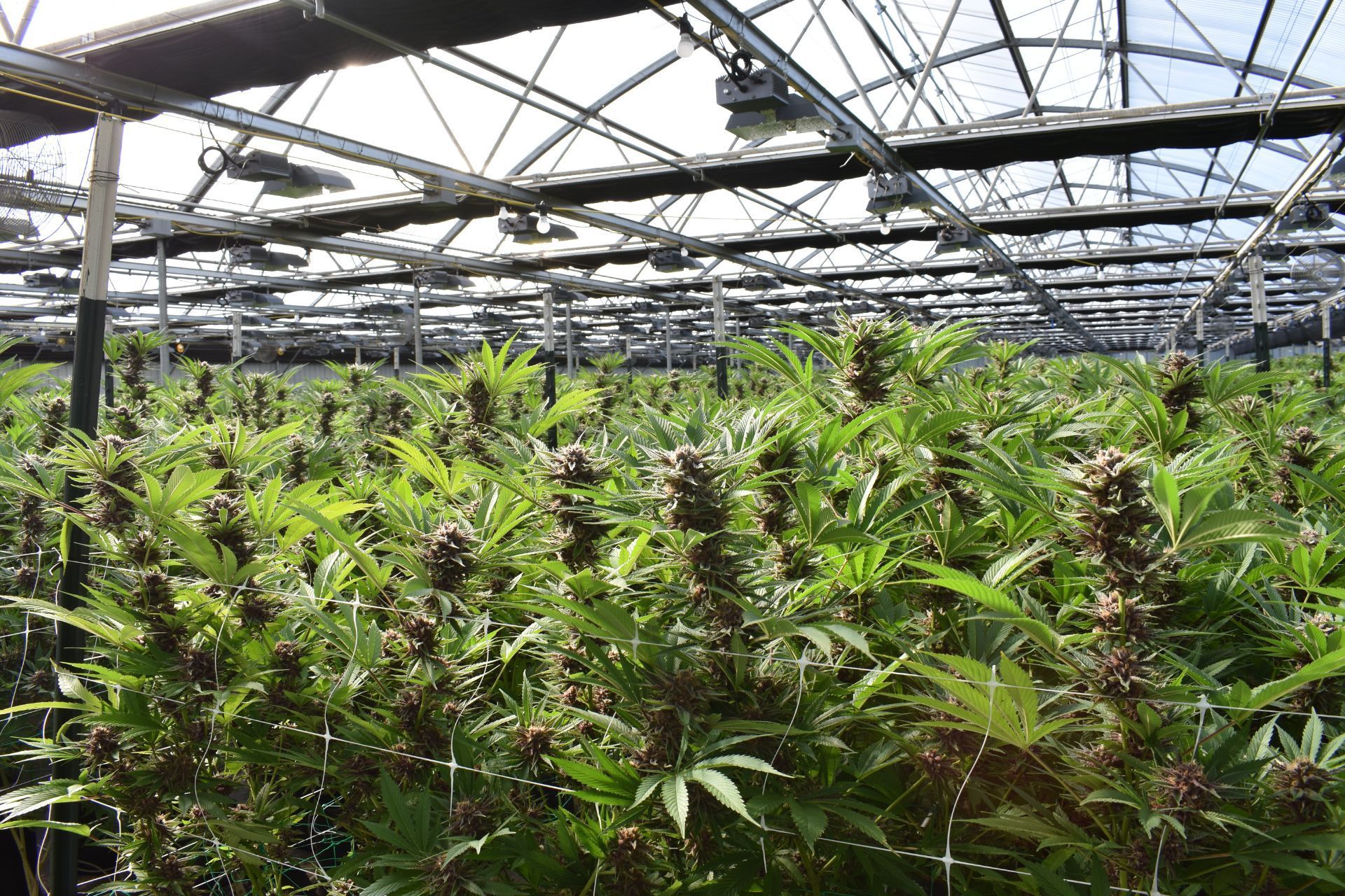 Top Cannabis Insurance Risks in 2024 and How to Mitigate Them