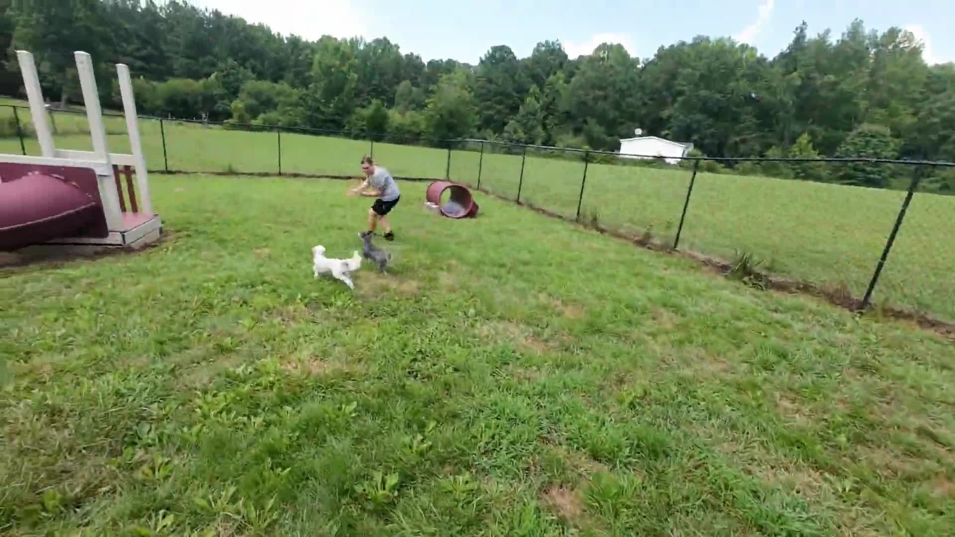 Person playing with two dogs in a grassy fenced yard with agility equipment and trees.