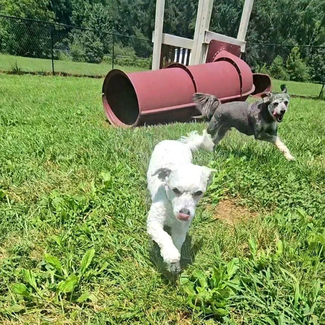 Two dogs running in a grassy dog park with a red tunnel in the background.