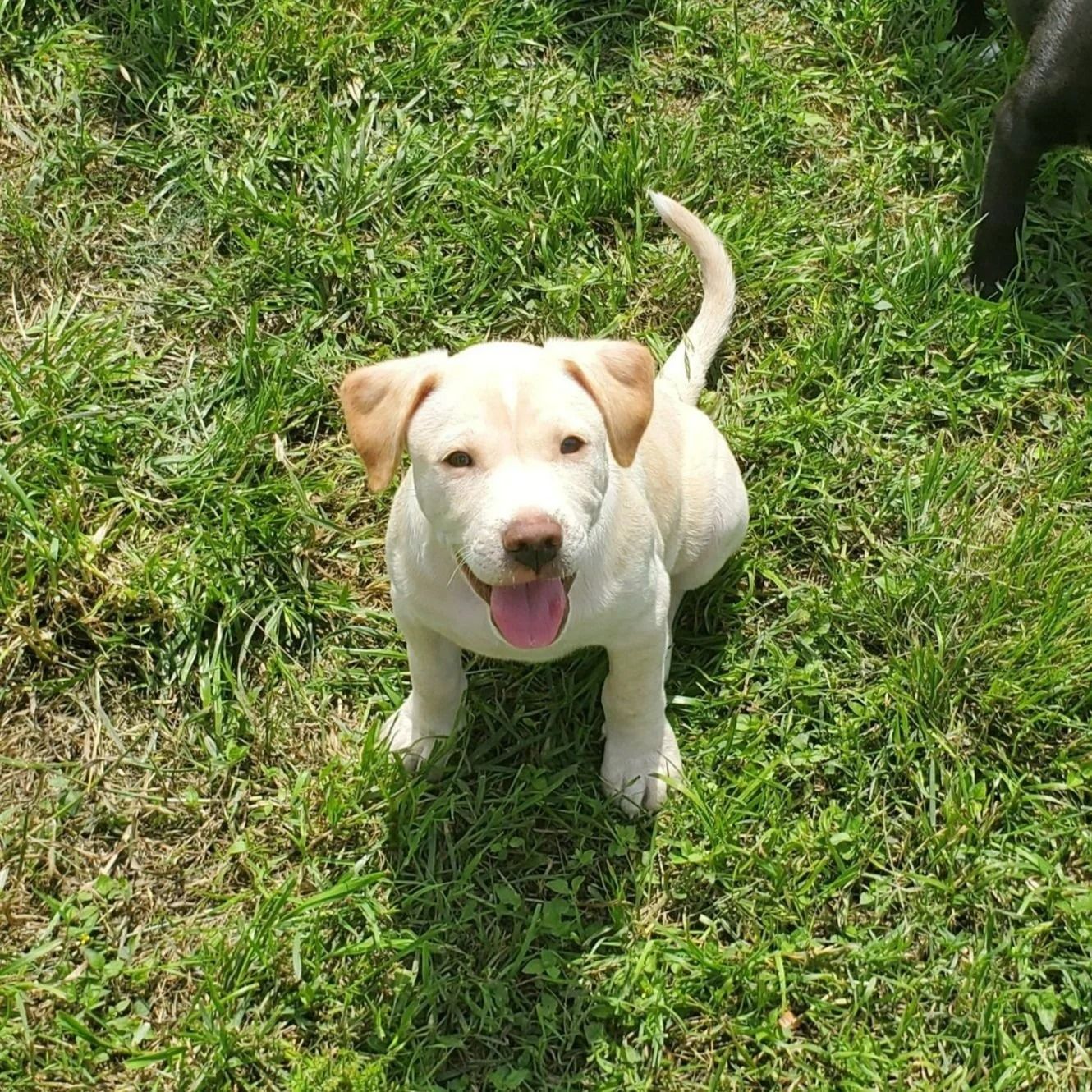 Smiling, light-colored puppy sitting in green grass, looking up.