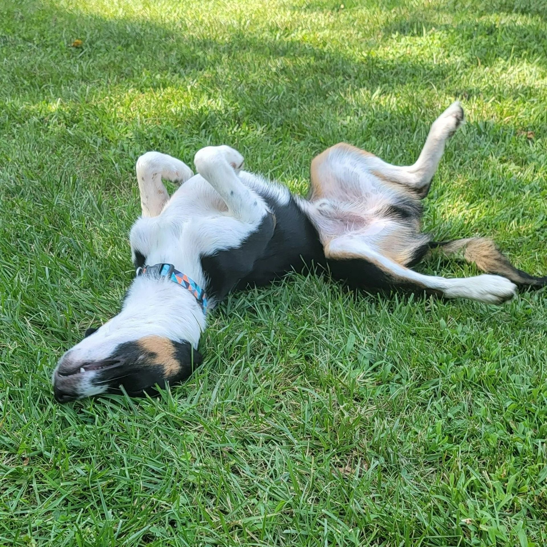 Dog rolling on its back in green grass, enjoying the sun.