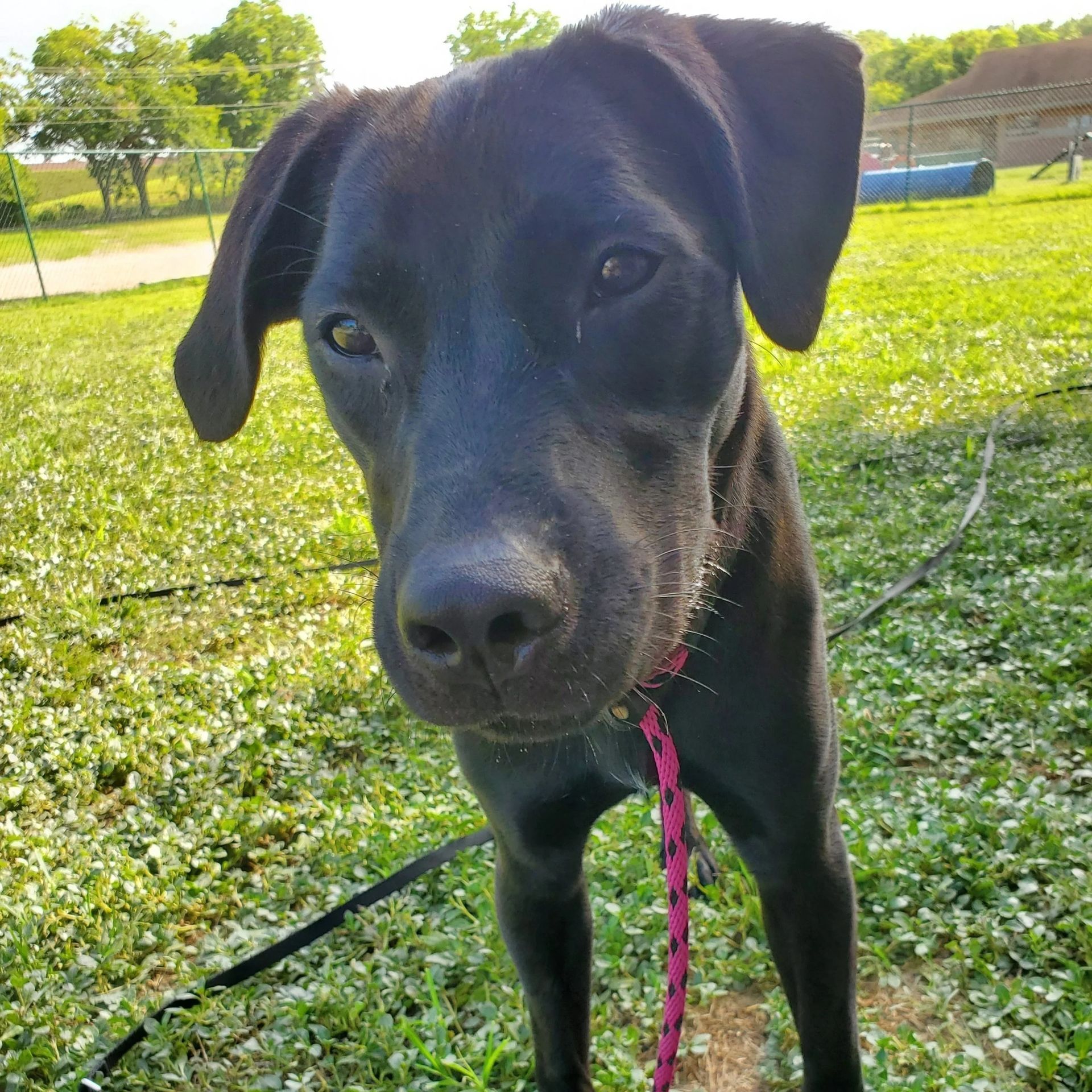 Black dog with floppy ears wearing a pink leash, standing in a grassy field.
