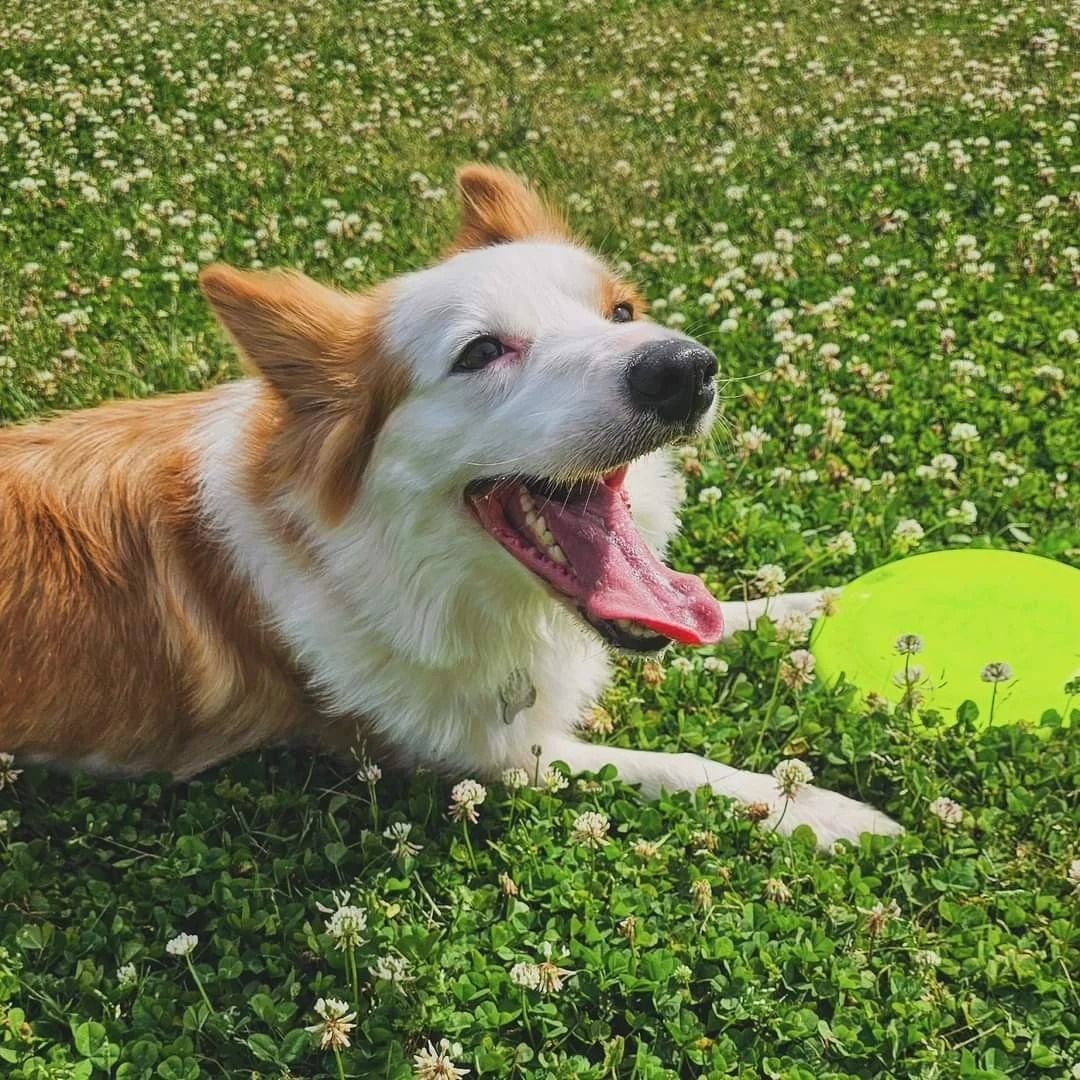Smiling dog with brown and white fur lies in clover, next to a green frisbee.