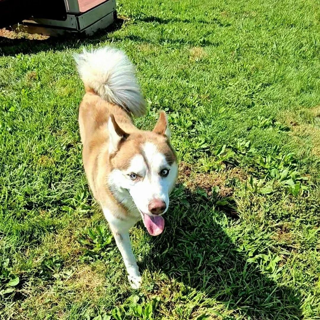A Siberian Husky dog with brown and white fur, blue eyes, and its tongue hanging out on green grass.