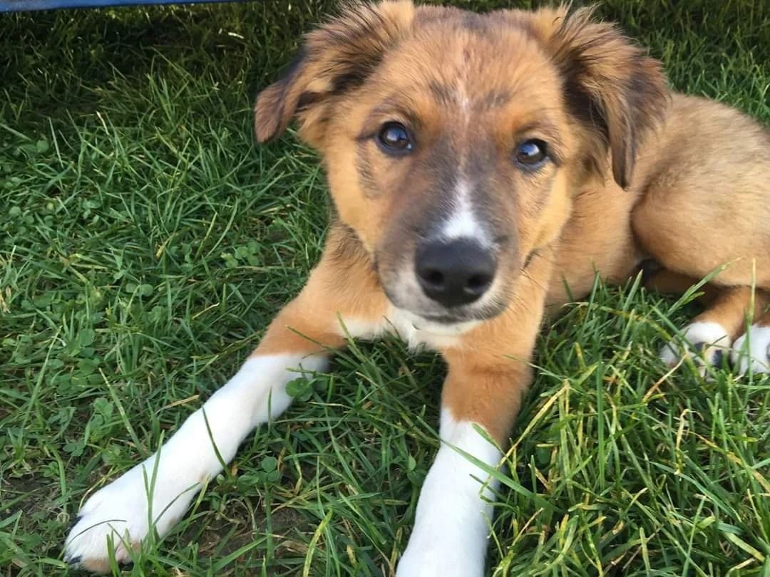 Brown and white puppy lying in grass, looking forward.