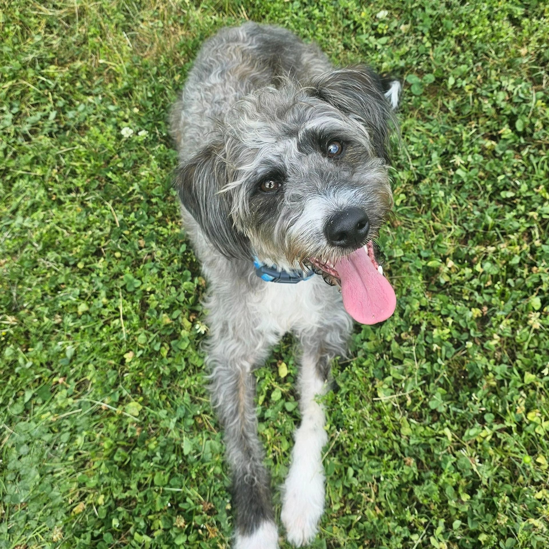 Gray and white dog lying in grass, looking up with tongue out.