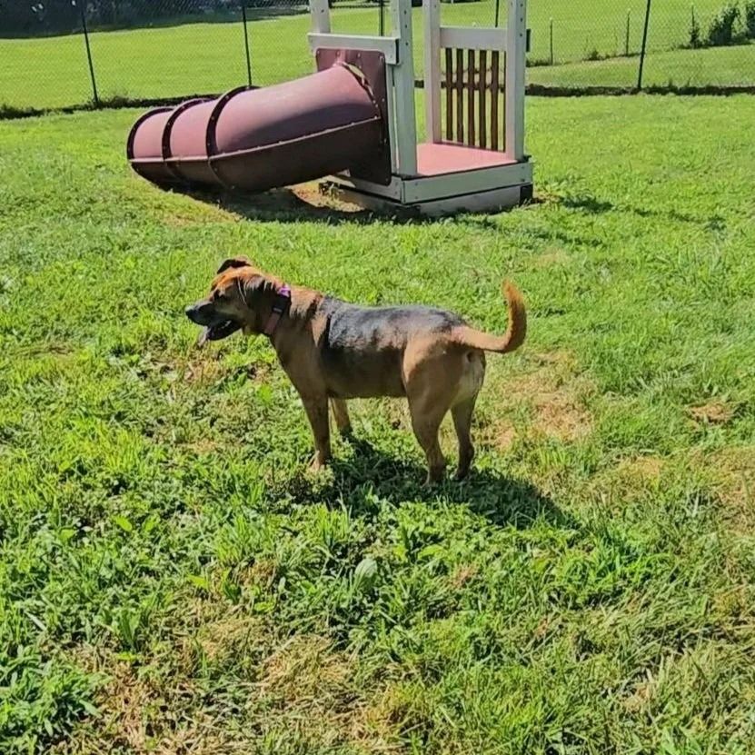 Dog standing on grass near a playground slide; brown fur, sunny day.