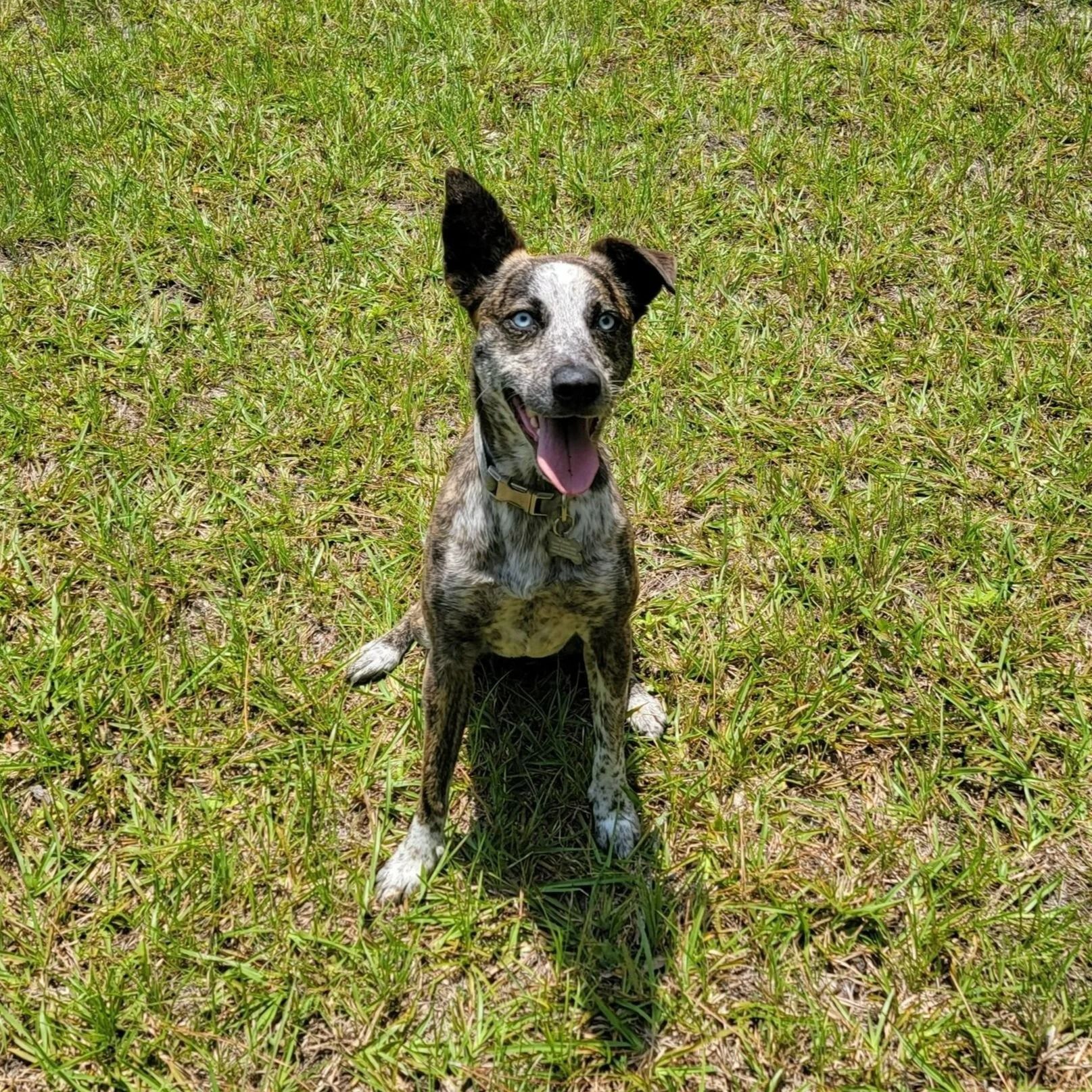 Dog with speckled coat, blue eyes, sitting on grass with tongue out in sunny field.