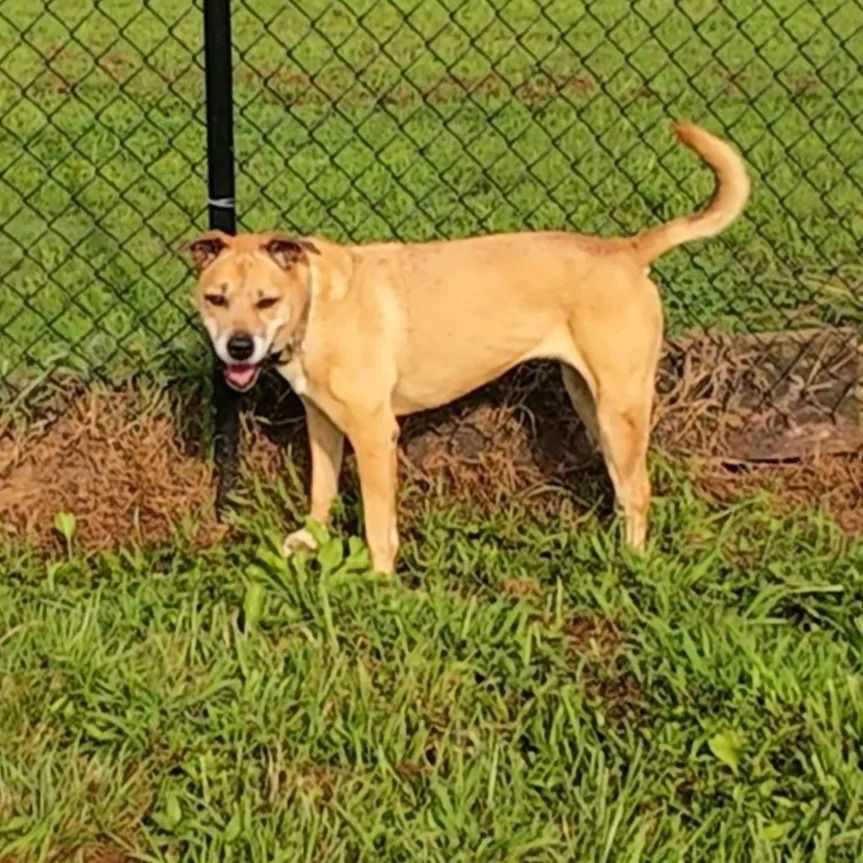 Tan dog standing on green grass near a black fence with its mouth open.