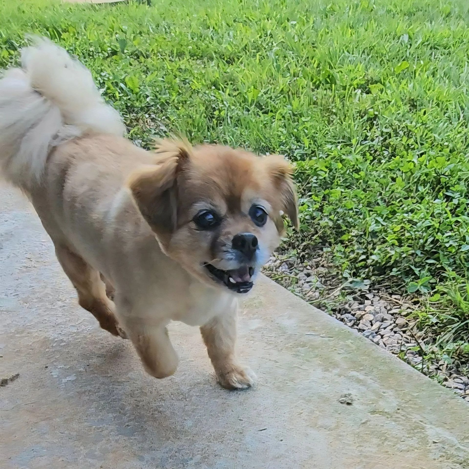 Tan and white dog running on a concrete surface, smiling with grassy background.
