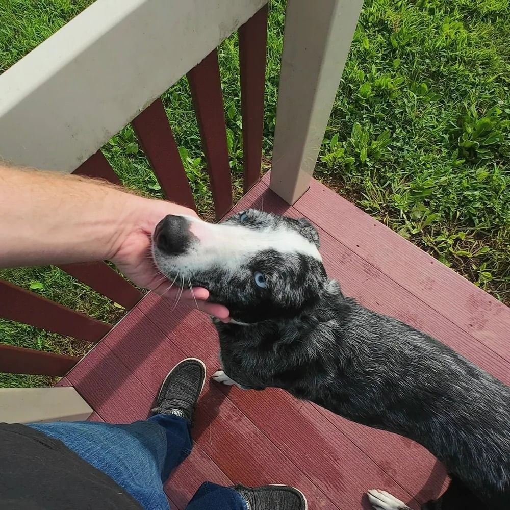 Person petting a blue-eyed, speckled dog on a wooden deck. The dog has its head up, looking at the person.