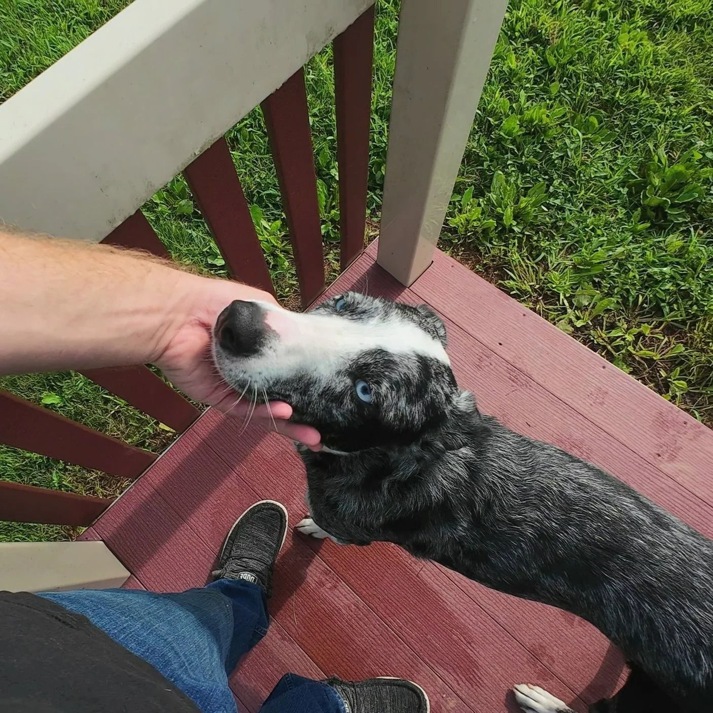 Dog with blue eyes being petted by a person on a wooden porch.